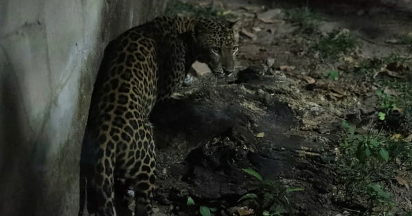 En busca de ojos brillantes en la oscuridad en el Zoológico y Jardín Botánico de Saigón