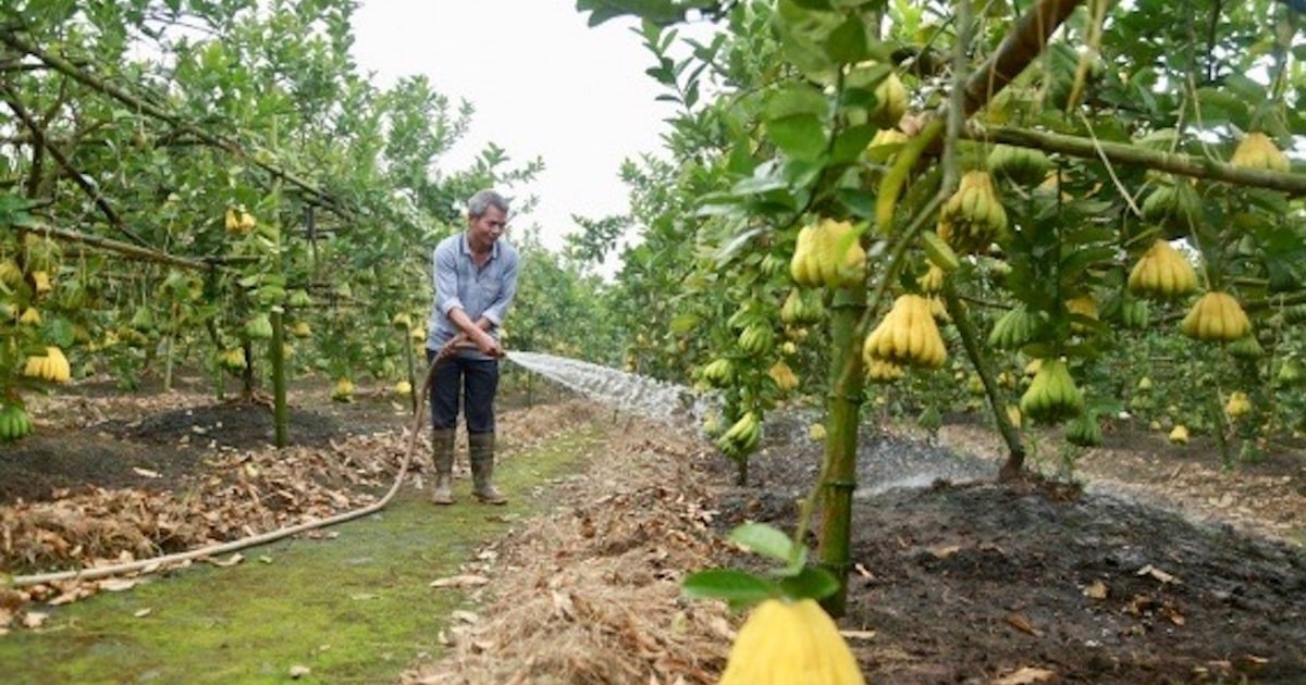 khắc phục tình trạng đất trồng lúa kém hiệu quả