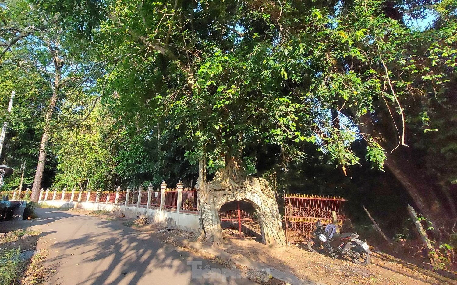 Raíces únicas de un árbol baniano que abrazan dos puertas de una casa comunal de 200 años de antigüedad en Binh Duong, foto 6