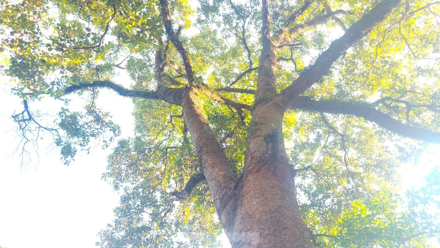 Raíces únicas de un árbol baniano que abrazan dos puertas de una casa comunal de 200 años de antigüedad en Binh Duong, foto 12