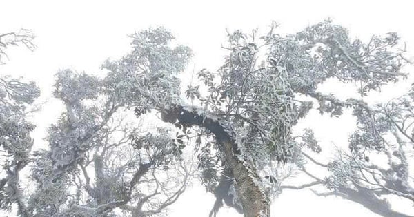 In mid-March, ice and snow suddenly appeared on the top of Ta Xua in Yen Bai.