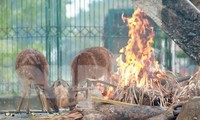 Der Zoo von Hanoi macht ein Feuer und schaltet die Heizung ein, um die Tiere warm zu halten.