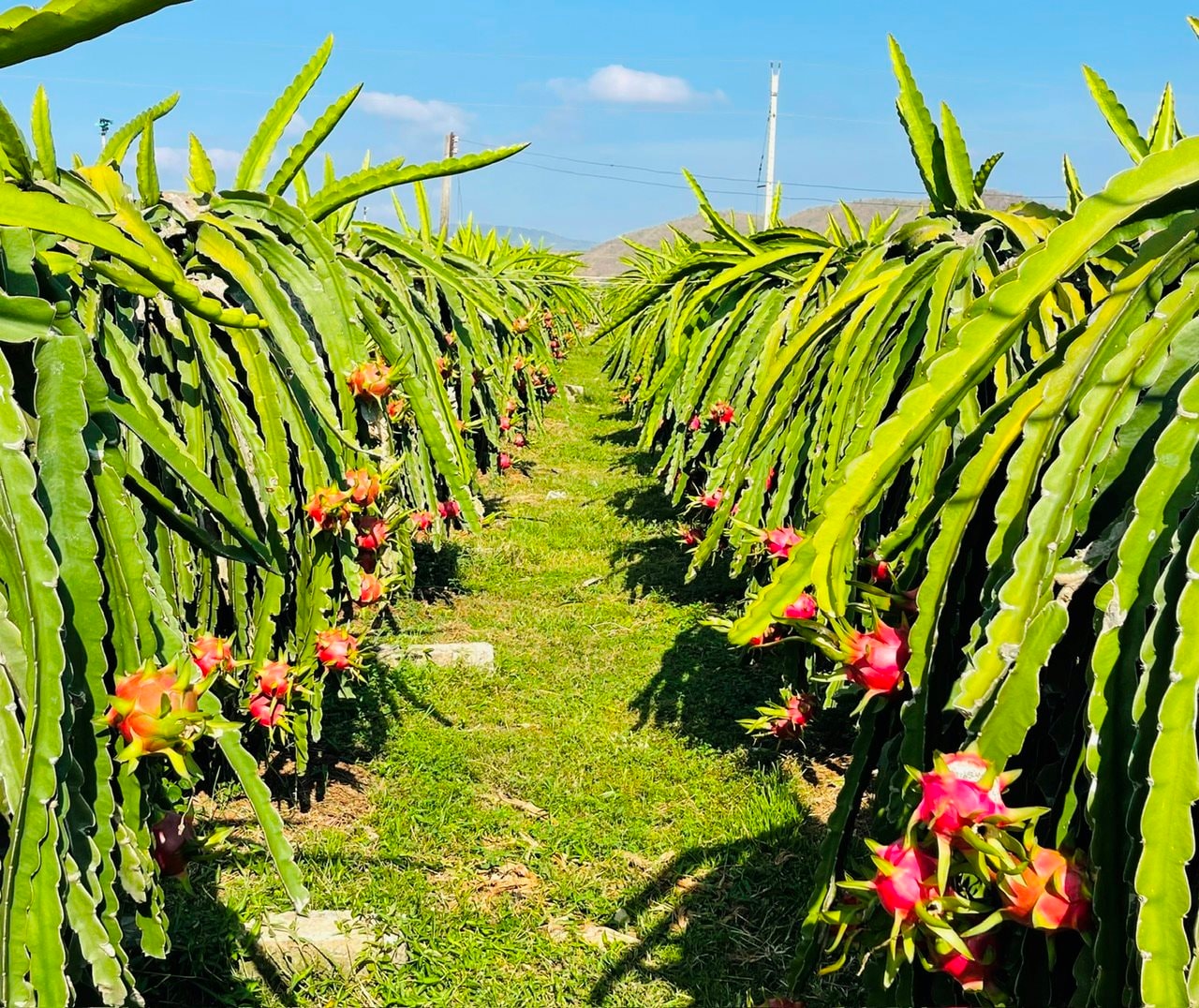 Lâm Đồng ở Tây Nguyên, Bình Thuận thuộc Nam Trung Bộ, vậy mà xa xưa đất Lâm Đồng từng thuộc tỉnh Bình Thuận - Ảnh 2.