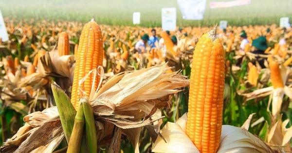 Aplicación de la tecnología de transferencia genética, edición genética, avance en el campo de las variedades vegetales.