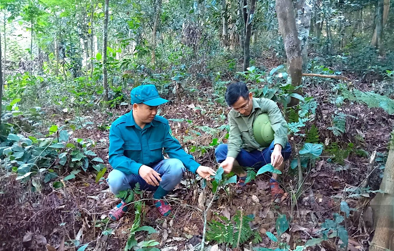 Trồng thiên niên kiện dưới tán rừng,  lợi đủ đường, người dân có thu nhập lại bảo vệ được rừng - Ảnh 5.