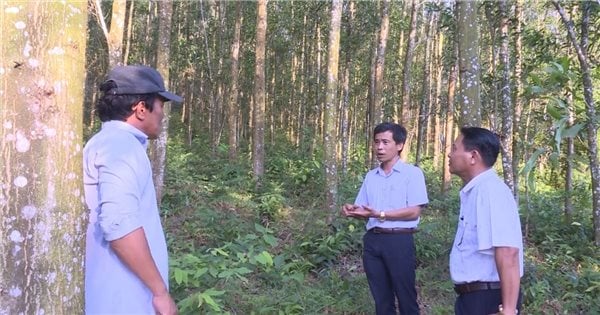 Quang Ngai: Implementación de tareas forestales en 2025