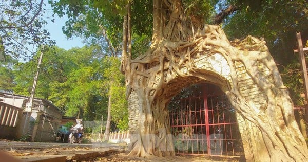 Raíces únicas de un árbol baniano que abrazan dos puertas de una casa comunal de 200 años de antigüedad en Binh Duong