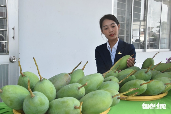 Xuất khẩu lô xoài tượng da xanh đầu tiên sang thị trường Mỹ - Ảnh 3.