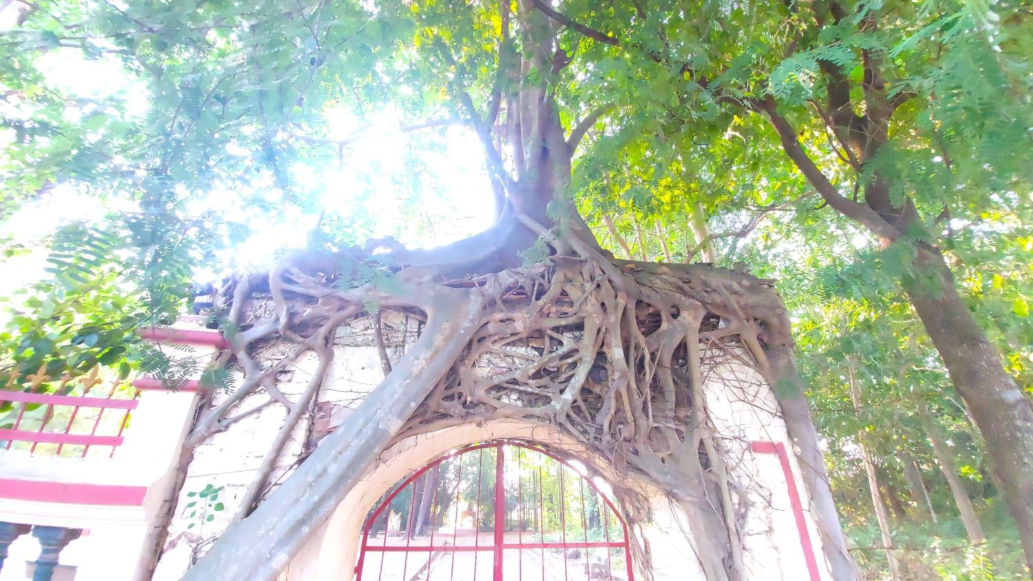 Raíces únicas de un árbol baniano que abrazan dos puertas de una casa comunal de 200 años de antigüedad en Binh Duong (foto 3)