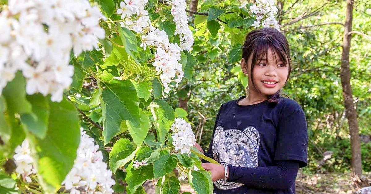 Farbenfrohe Blumensaison auf dem Gipfel des Sa Mu in Tay Truong Son