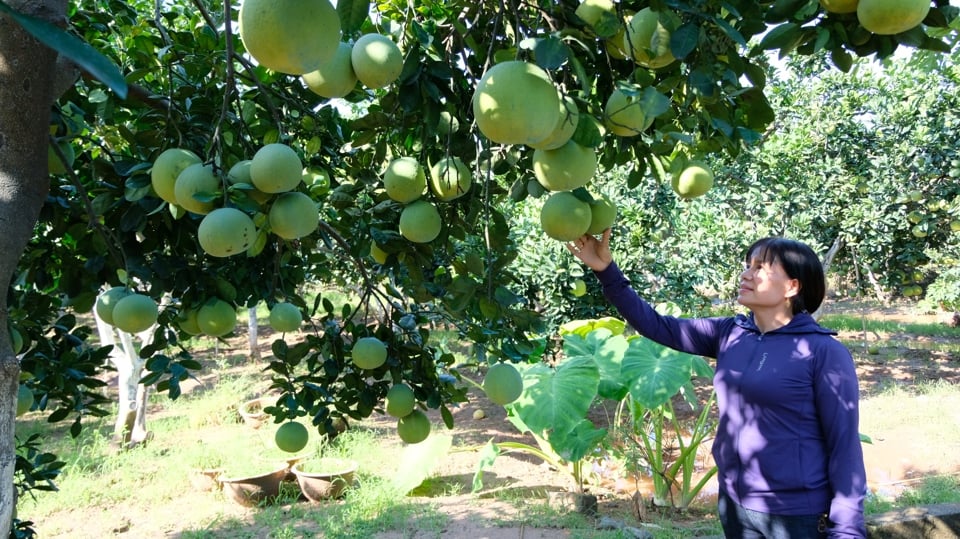 Vùng chuyên canh bưởi tại huyện Mỹ Đức (TP Hà Nội).