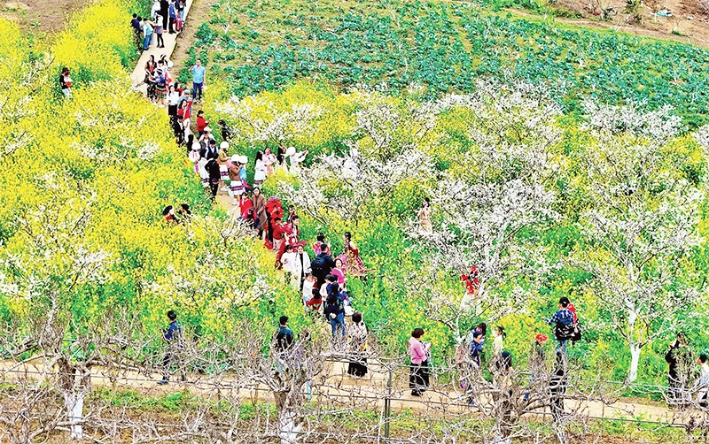 ផ្កា plum ពណ៌សនៅ Ta Van Chu