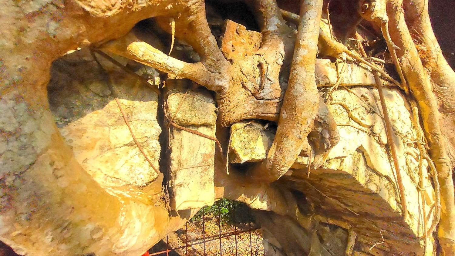 Unique banyan tree roots embracing two gates of a 200-year-old communal house in Binh Duong photo 7