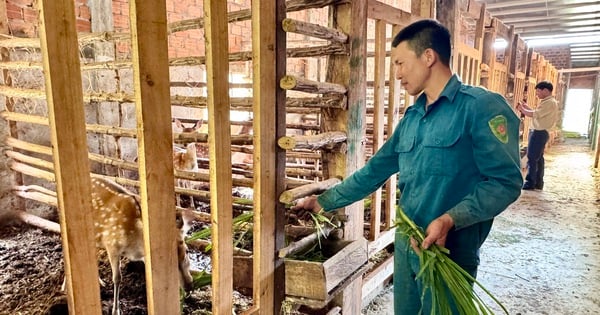 Un hombre de la aldea de Kon Tum vende su casa para invertir en la cría de ciervos moteados, lo consideró arriesgado, pero ahora obtiene grandes ganancias.