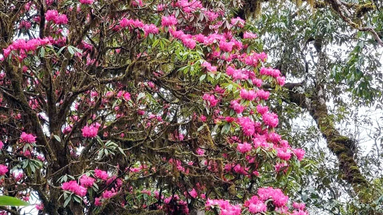 Ha Giang nutzt das touristische Potenzial in Naturschutzgebieten und Nationalparks Foto 3