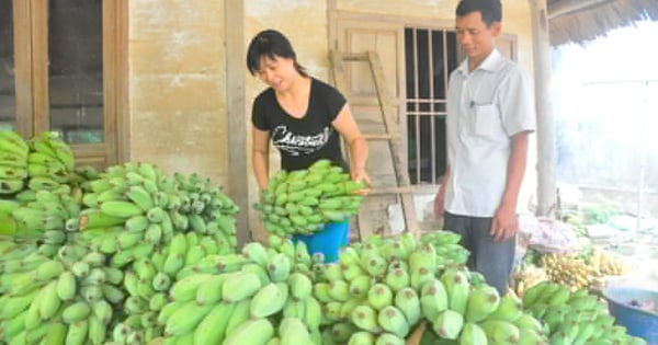 Sau 2 lần sáp nhập, tách ra, tỉnh Tuyên Quang thay đổi tên như thế nào, thu nhập của người dân đạt bao nhiêu?