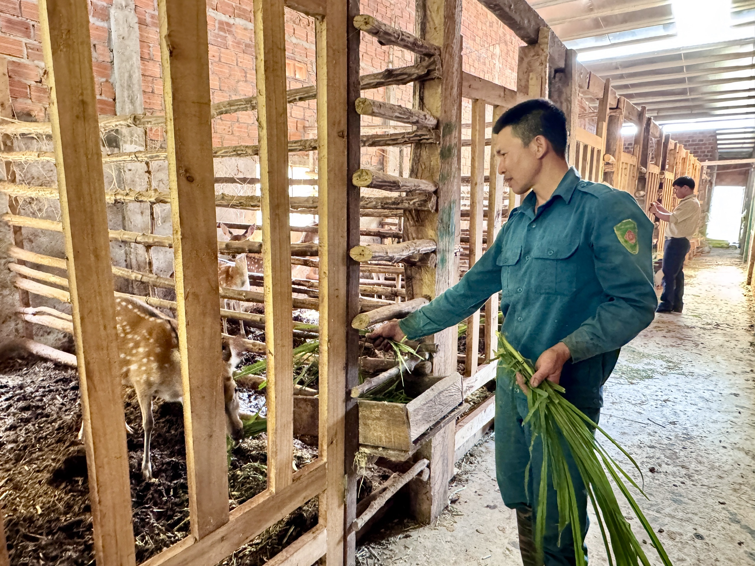 Bán nhà lấy tiền đầu tư nuôi hươu sao, trai làng Kon Tum tưởng liều mà nay lại ăn lãi nhiều- Ảnh 1.