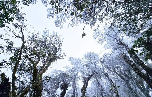 Frost suddenly appeared on Ta Xua peak in mid-March