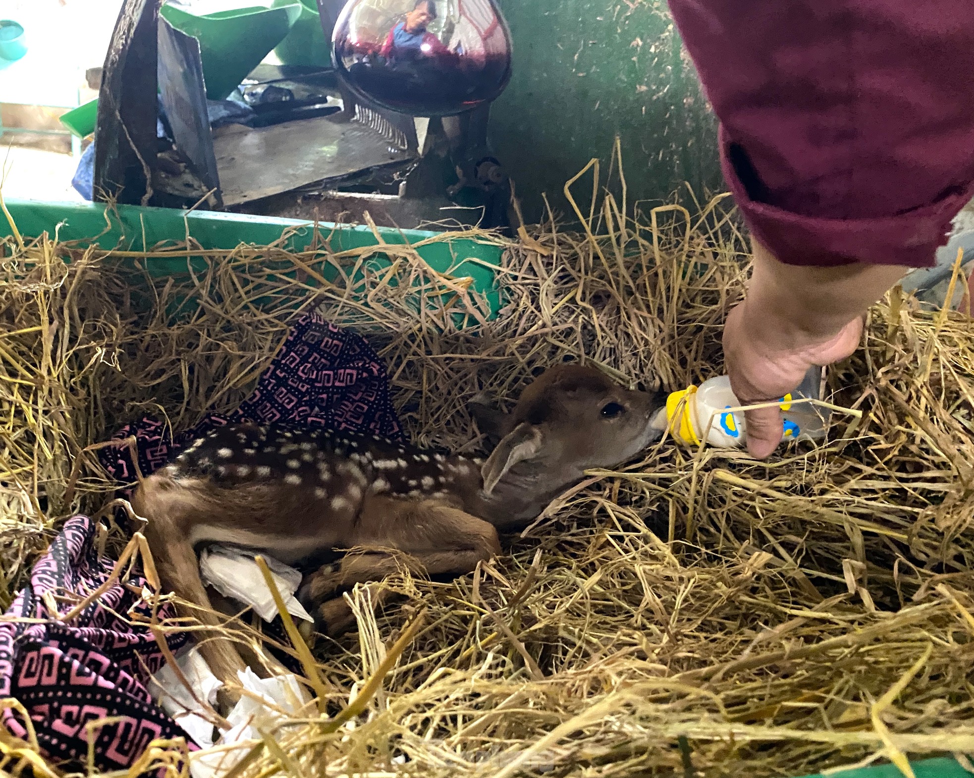 Milliarden verdienen mit dem Beruf der „Wunderkinder“-Erziehung Foto 10