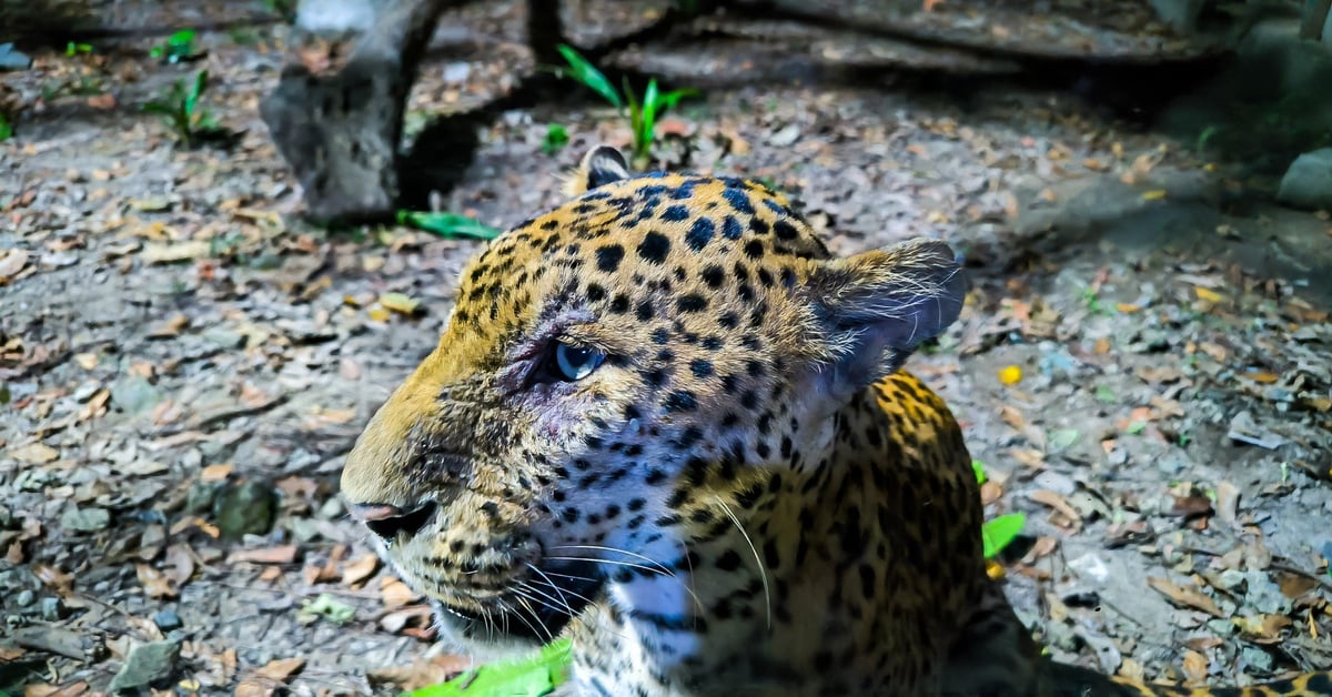 Saigon Zoo opens night tour, does it affect animals?