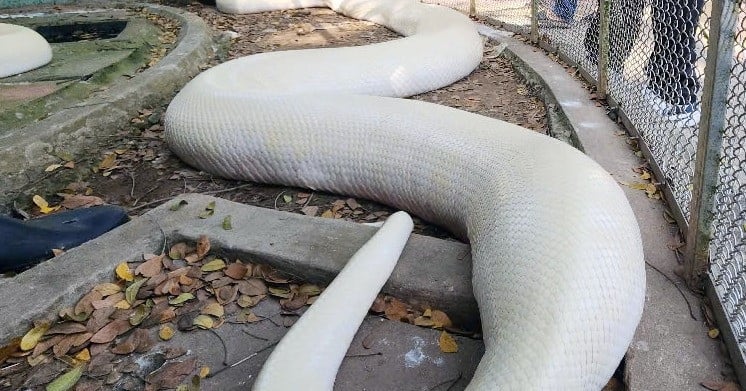 Seltener Albino-Python, 5 m lang, 90 kg, in der größten Schlangenfarm des Westens