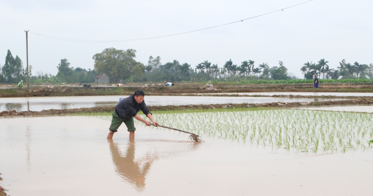 จุดสูงสุดของการป้องกันโรคข้าวฤดูใบไม้ผลิ