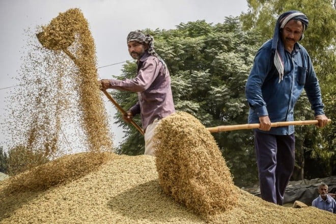 Farmers separate rice husks from rice grains on the outskirts of Hyderabad city (India). (Photo: AFP/VNA)