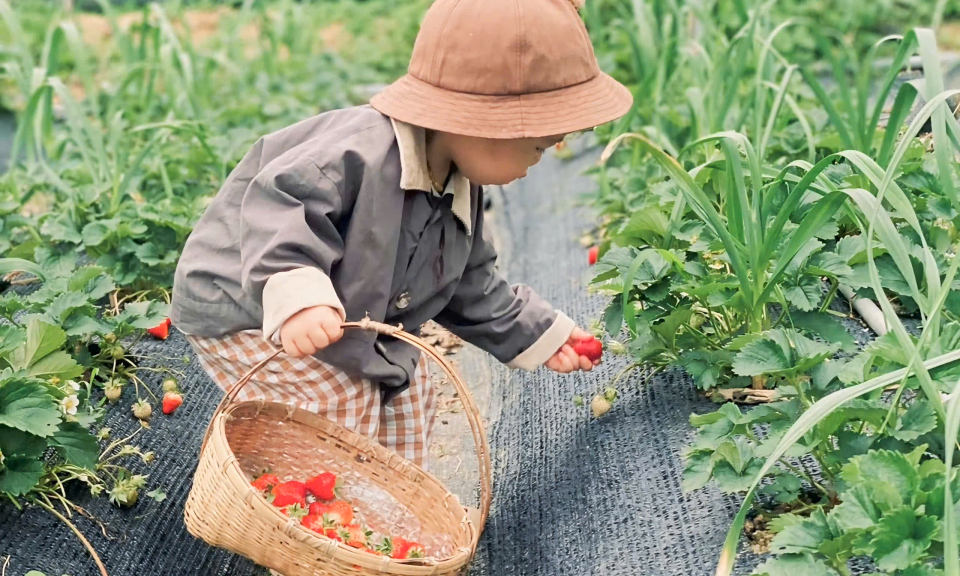 Mô hình hái dâu kết hợp du lịch trải nghiệm