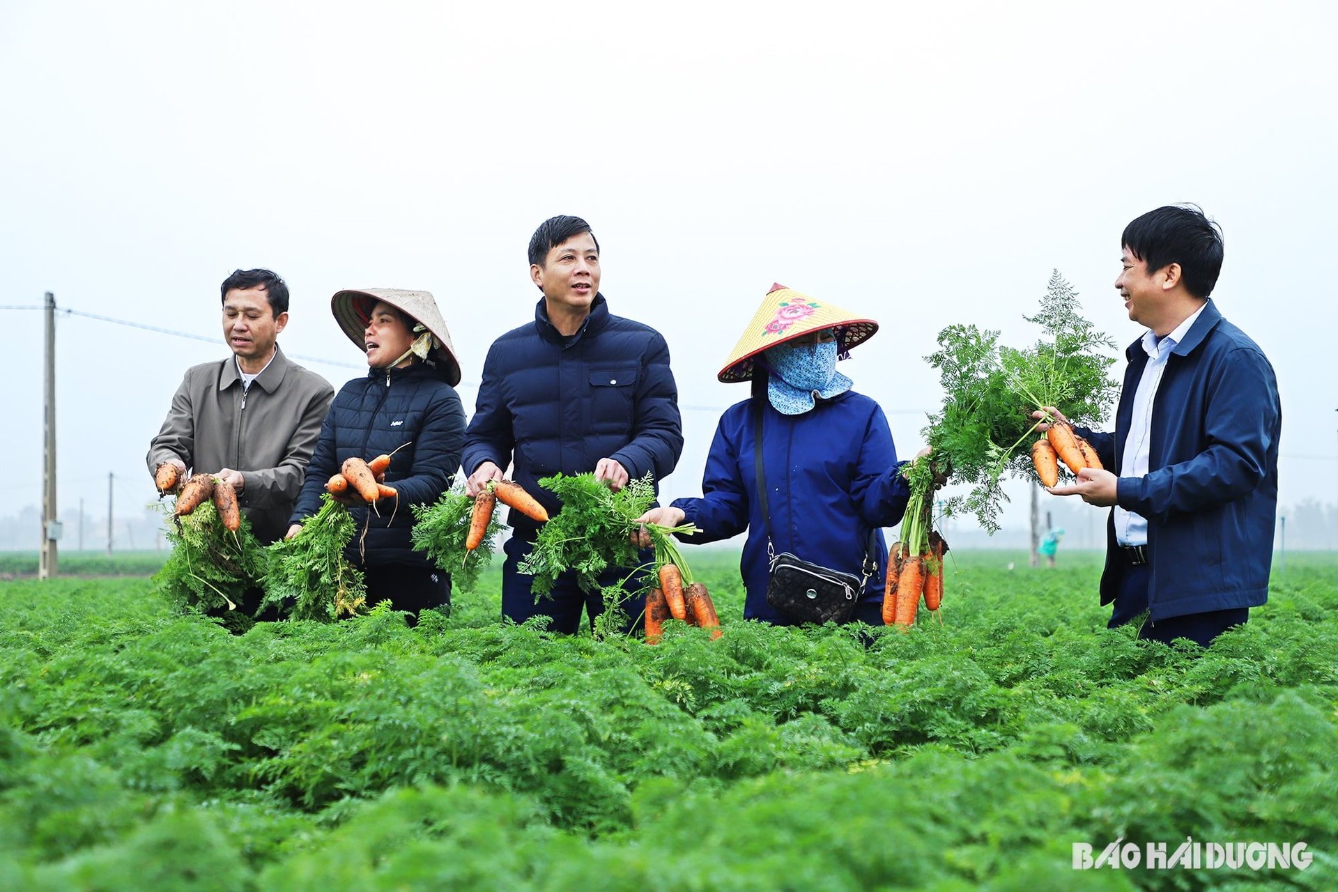 Carrot Duc Chinh 2