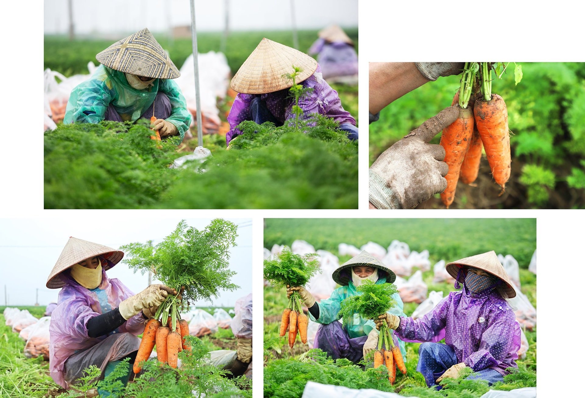 carrot-harvest 1