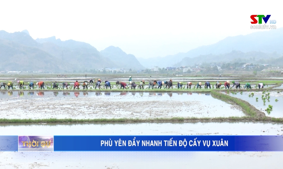 Phu Yen beschleunigt die Produktion von Frühlingsgetreide