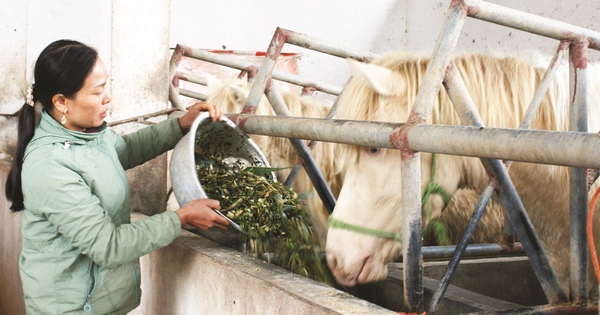 Billionaire village thanks to raising white horses