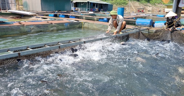 ทะเลสาบไฟฟ้าพลังน้ำ Hoa Binh ซึ่งเป็นทะเลสาบเทียมที่ใหญ่ที่สุดในเวียดนาม ปล่อยปลาทอดจำนวนนับไม่ถ้วนทุกปี