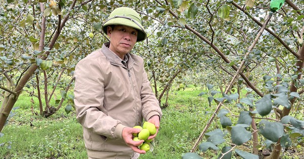 The whole village of Bai Vang in Lang Son took the risk of growing Taiwanese apples, but unexpectedly the fruits turned out to be big, sweet, and easy to sell like candy.