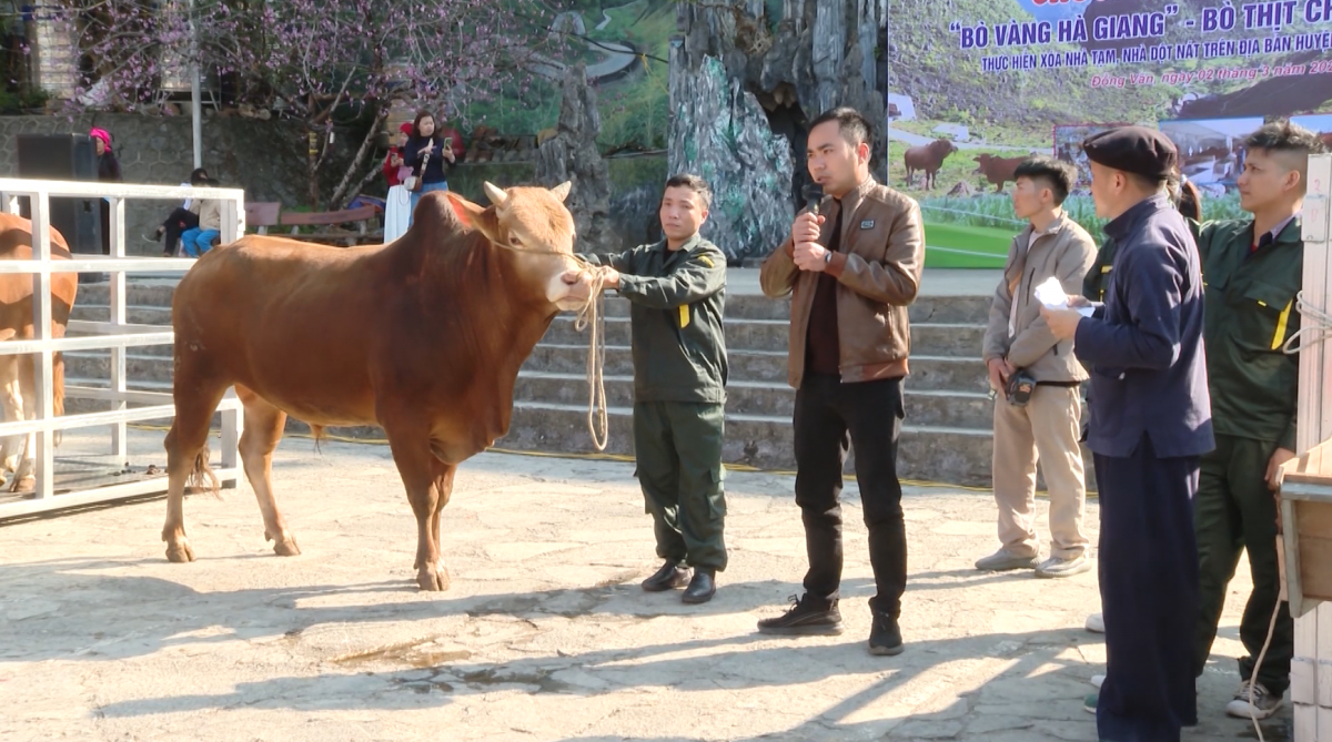 Đấu giá Bò - Cách làm ý nghĩa trong xóa nhà tạm, nhà dột nát