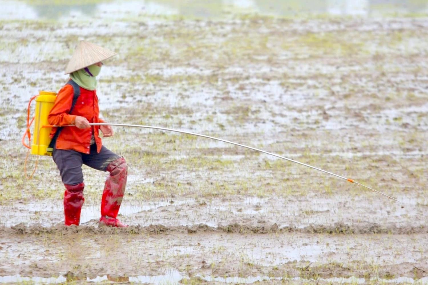 ไหเซืองทำการปลูกข้าวฤดูหนาว-ฤดูใบไม้ผลิเกือบเสร็จสมบูรณ์แล้ว