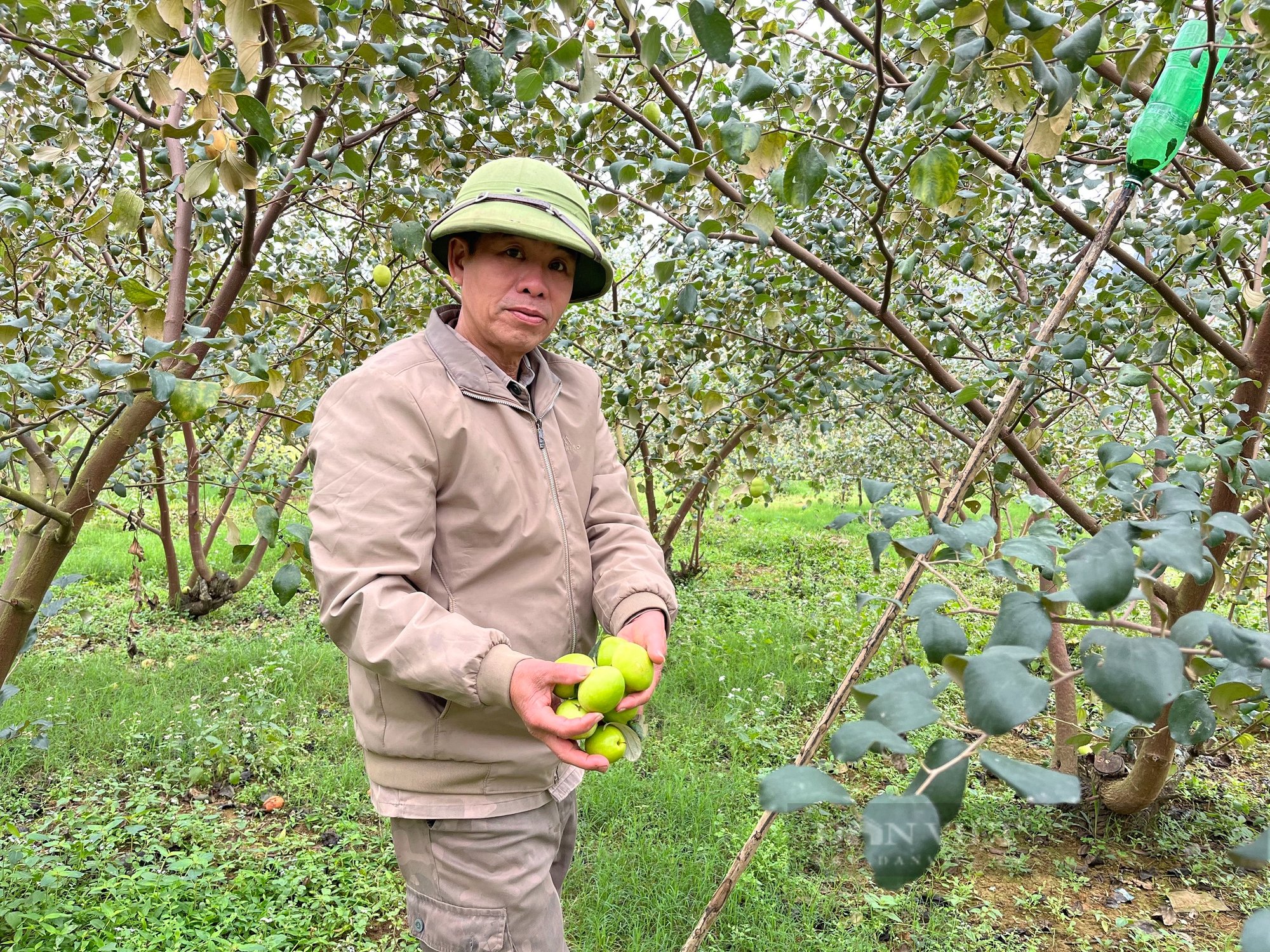 Trồng cây đầu năm cuối năm thu hoạch quả nông dân bỏ túi cả trăm triệu - Ảnh 3.