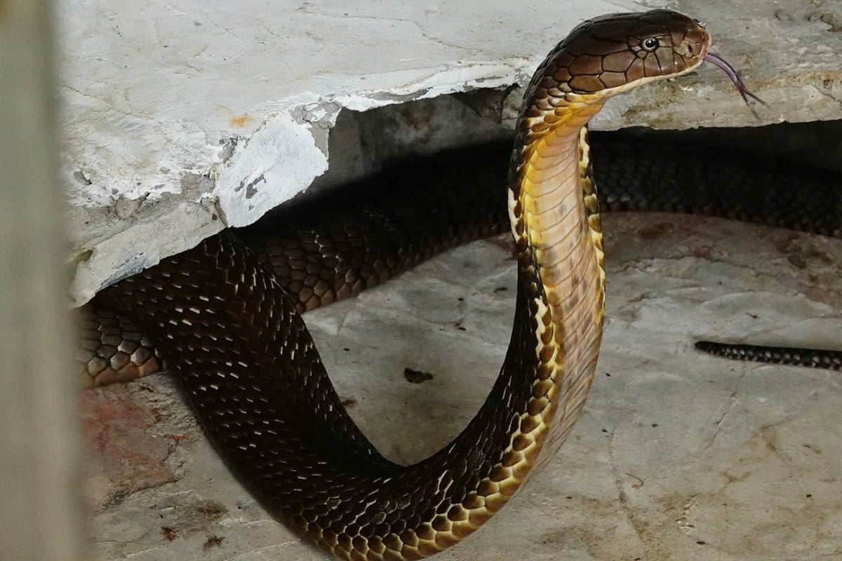 Effrayant à l'intérieur du « labyrinthe » qui abrite le plus de cobras royaux de l'Ouest