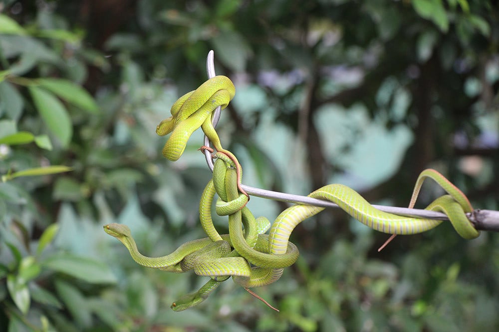 Des milliers de serpents enroulés de manière dense sur les arbres à l'ouest