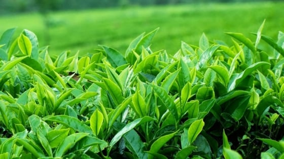 Global organic tea market to reach billions of dollars