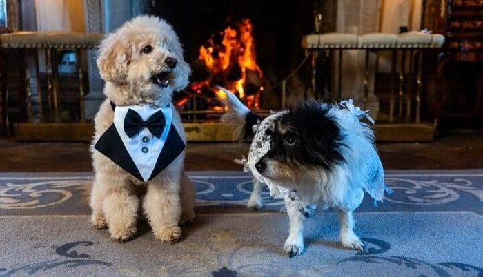 Mariage de chiens dans un château vieux de 540 ans