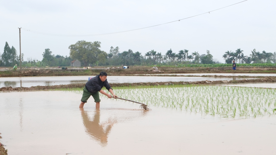 เกษตรกรชาวฮานอยดูแลพืชข้าวฤดูใบไม้ผลิอย่างแข็งขัน