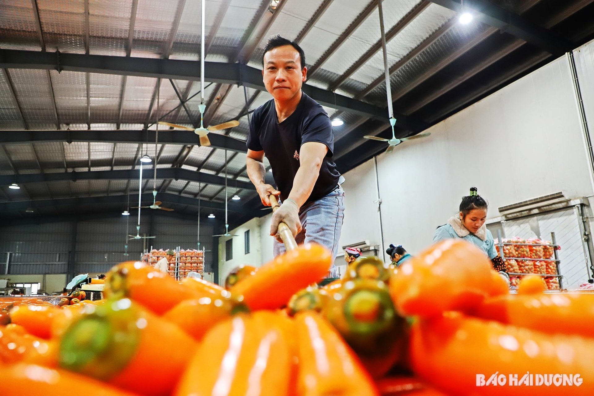 exportación-de-zanahorias.jpg