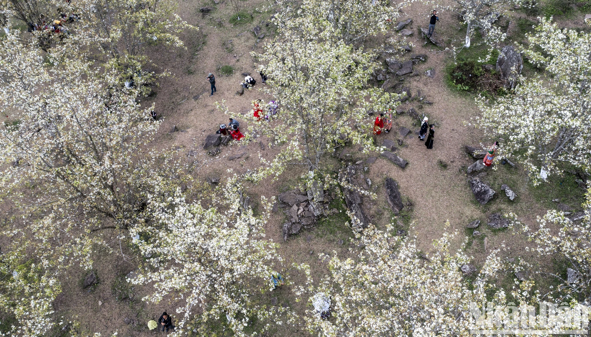 [Foto] Perdido en el jardín de flores de pera de cuento de hadas en Na Hang, Tuyen Quang foto 11