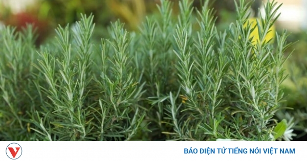 Vietnam has precious medicinal plants that are extremely good for health, many people only grow them as ornamental plants.