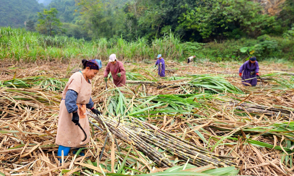 Quảng Hòa thu hoạch trên 176.000 tấn mía nguyên liệu