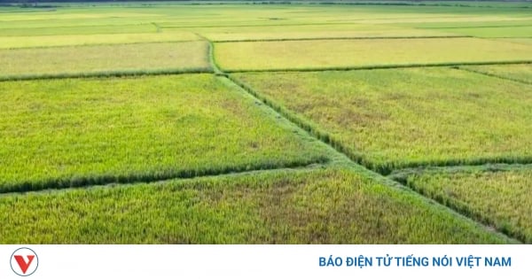 Gia Lai farmers helplessly watch rice "die of thirst"