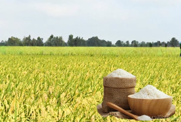 Rice price increases, paddy price remains stable