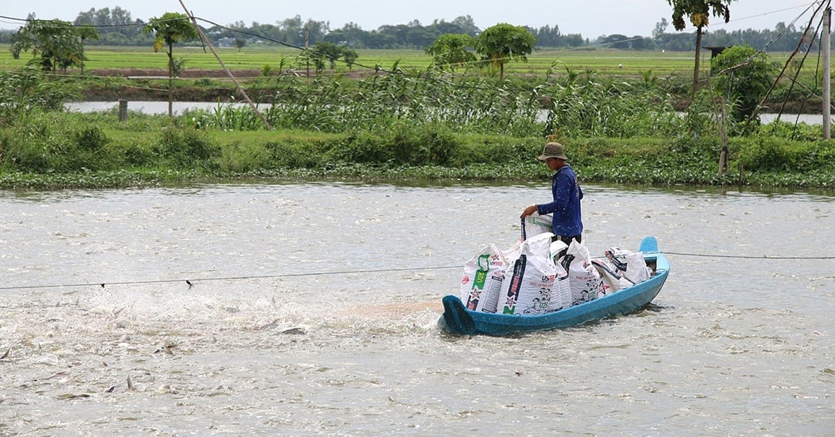 Los precios de las semillas de pangasius aumentan drásticamente