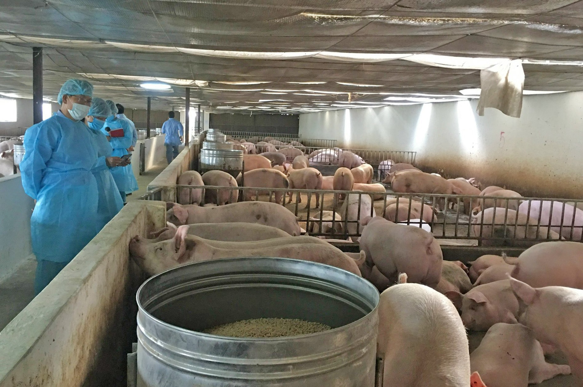 Biosafety farming model in Can Huu commune, Quoc Oai district, contributes to disease control.-anh-ngoc-son.jpg